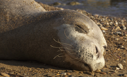 salviamo la foca monaca