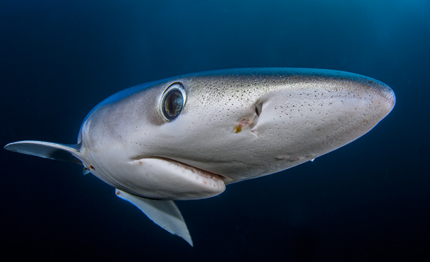 nasce tsharks piattaforma digitale per conoscere proteggere squali razze