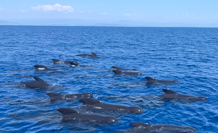 wwf ripartono le vele del panda