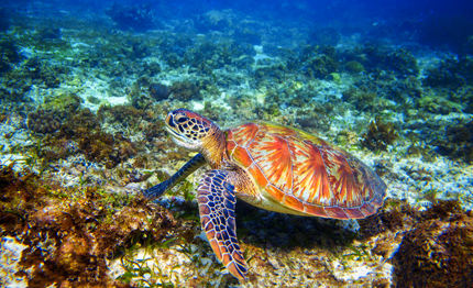 approvato il ddl risorsa mare ma la tutela resta debole