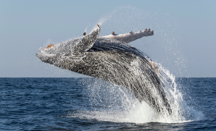team francesca clapcich powered by 11th hour racing aderisce al marine mammal advisory group